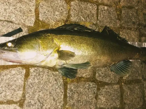 Piękny sandacz złowiony na spinning. Ryba leży na kamiennym podłożu obok miarki.