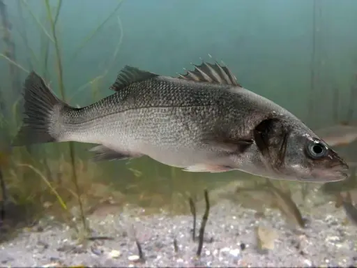 Oto seabass pływający w wodzie, otoczony przez roślinność i inne ryby.