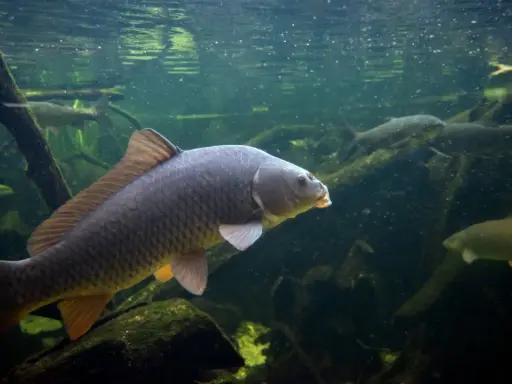 Karp i inne rodzaje ryb słodkowodnych pływają w mętnej wodzie wśród korzeni i gałęzi.
