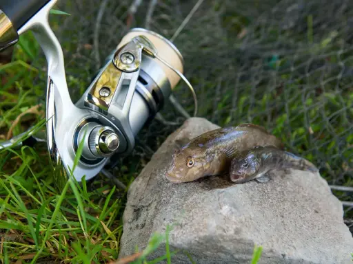 Na kamieniu leżą dwa byczki ryby, obok wędka i siatka.