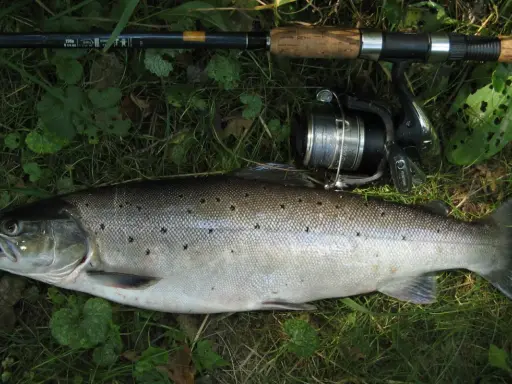 Wędka i kołowrotek leżą obok złowionego pstrąga. Jego łuski lśnią, a na grzbiecie widać ciemne plamki. Choć nie jest to sumik karłowaty, jego kolce są równie groźne.