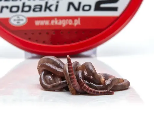 Kłębek żywych, brązowych robaków na ryby, gotowych do połowu. W tle czerwone opakowanie z napisem "robaki".