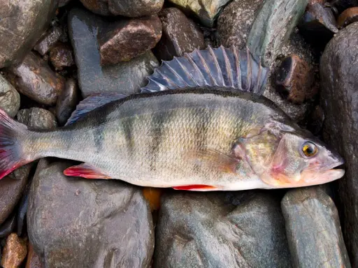 Okoń z czerwonymi płetwami leży na mokrych kamieniach. To piękny okaz, który z pewnością będzie ozdobą stołu po udanym tarle okonia.