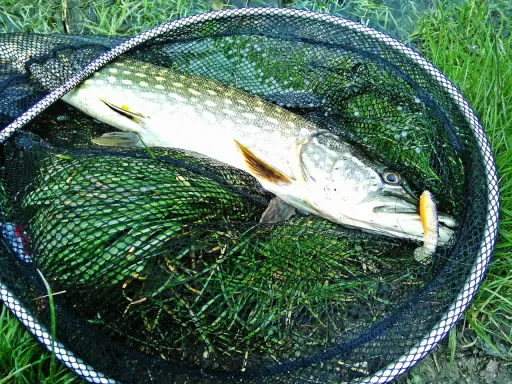Szczupak złowiony na spinning, z przynętą w pysku, leży w podbieraku na trawie. To dowód, jak łowić szczupaki na spinning.