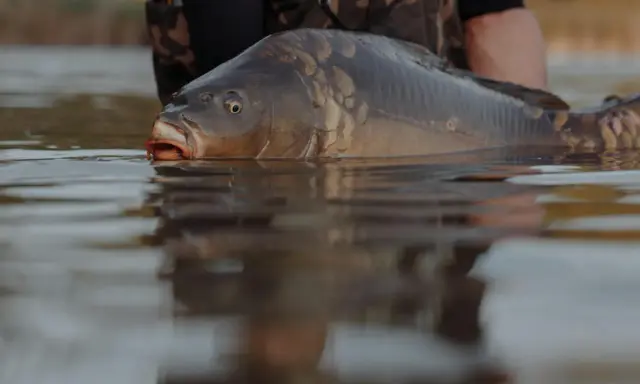 Karp wynurza się z wody, przygotowując się do tarła karasia w stawie.