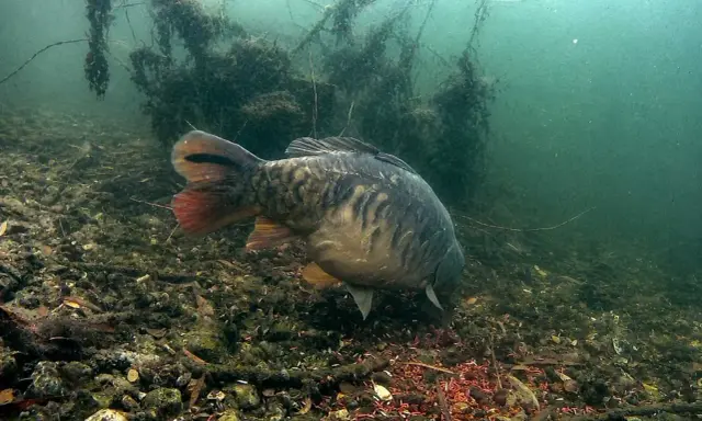 Karp żeruje na dnie, gdzie czerwone larwy stanowią naturalne atraktory. Pod wodą widać zarośla i kamienie.