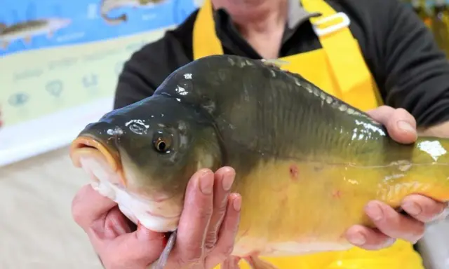Ręce trzymają dużą, żółtawą rybę z ciemnym grzbietem i charakterystycznymi wąsikami.
