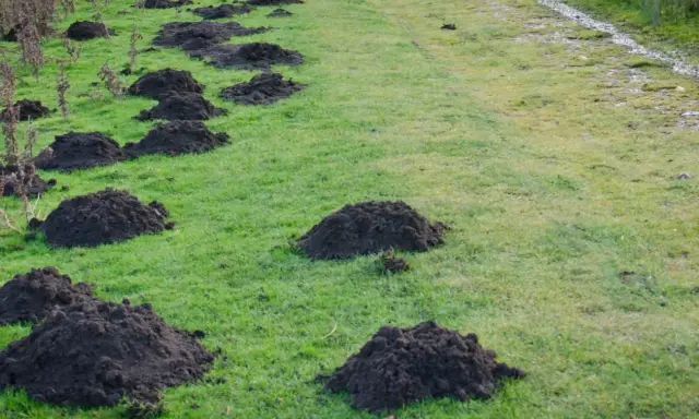 Ziemia z kretowiska, idealna do zanęty, tworzy naturalny krajobraz na zielonej łące.