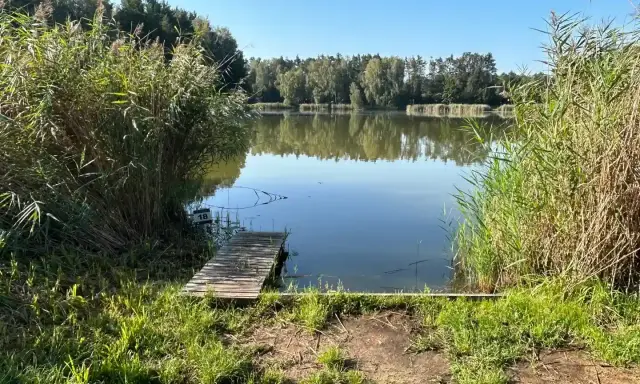Spokojne jezioro sosno, z drewnianym pomostem i trzcinami po bokach.