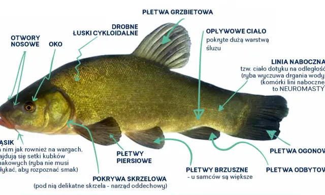 Anatomia ryby: otwory nosowe, oko, łuski, płetwy, linia boczna (neuromasty). Czy ryba ma mózg? Tak, ryby mają mózg, choć jego budowa różni się od ludzkiej.