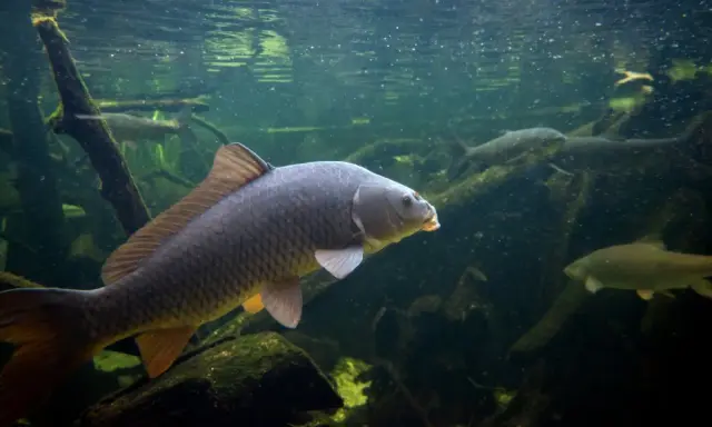 Karp i inne rodzaje ryb słodkowodnych pływają w mętnej wodzie wśród korzeni i gałęzi.