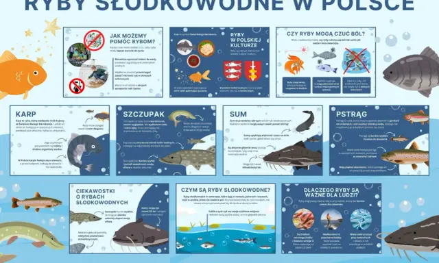 Karp, szczupak, sum i pstrąg – poznaj co to za ryba i ciekawostki o rybach słodkowodnych w Polsce.