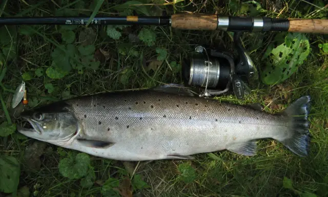 Wędka i kołowrotek leżą obok złowionego pstrąga. Jego łuski lśnią, a na grzbiecie widać ciemne plamki. Choć nie jest to sumik karłowaty, jego kolce są równie groźne.