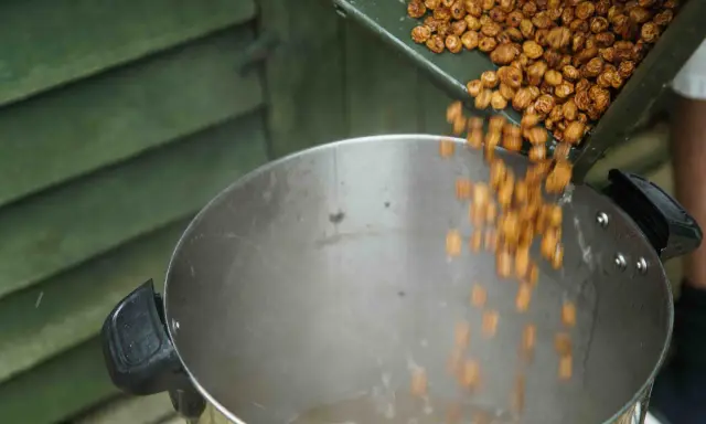 Wsypywanie orzechów tygrysich do dużego garnka. To świetna zanęta dla karpi.