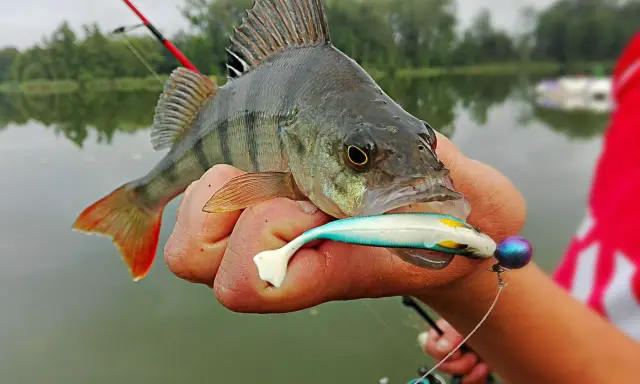 Okoń złowiony na spinning, z przynętą w pysku. Pokazuje, jak złowić okonia na spinning.