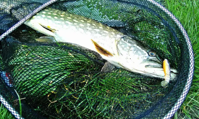 Szczupak złowiony na spinning, z przynętą w pysku, leży w podbieraku na trawie. To dowód, jak łowić szczupaki na spinning.