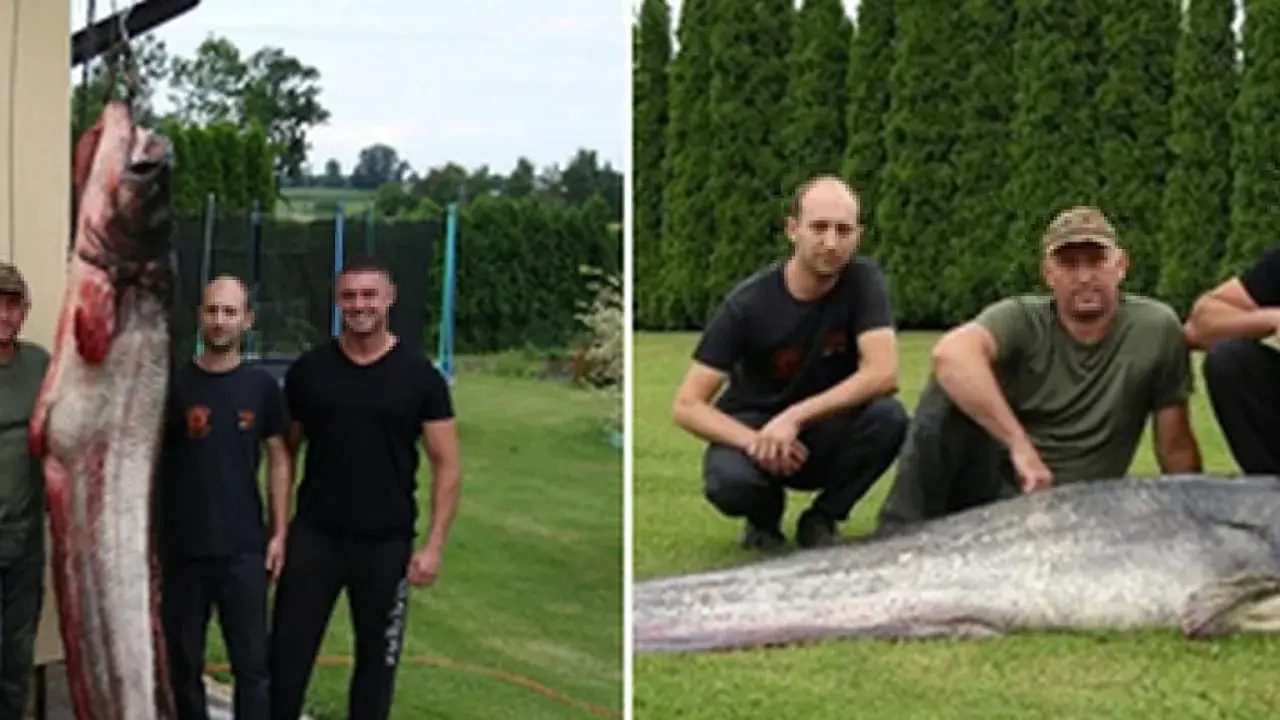 Wędkarze z gigantycznym sumem, prawdopodobnie piskorz rekord polski. Ryba jest ogromna, a mężczyźni dumni ze swojego połowu.