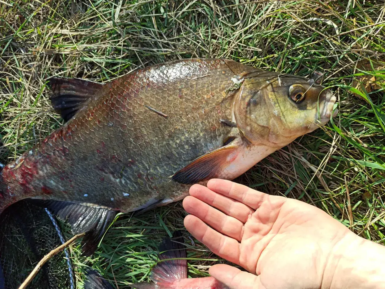 Duży leszcz leży na trawie, obok dłoni wędkarza. Ciekawe, na co bierze karp w tym miejscu.