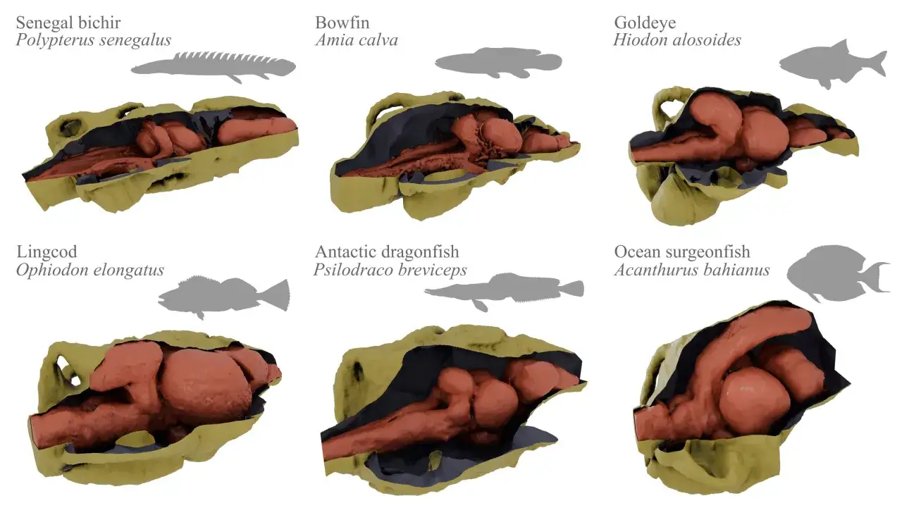 Porównanie mózgów ryb: Senegal bichir, Bowfin, Goldeye, Lingcod, Antarctic dragonfish, Ocean surgeonfish. Czy ryba ma mózg? Tak, i to złożony!