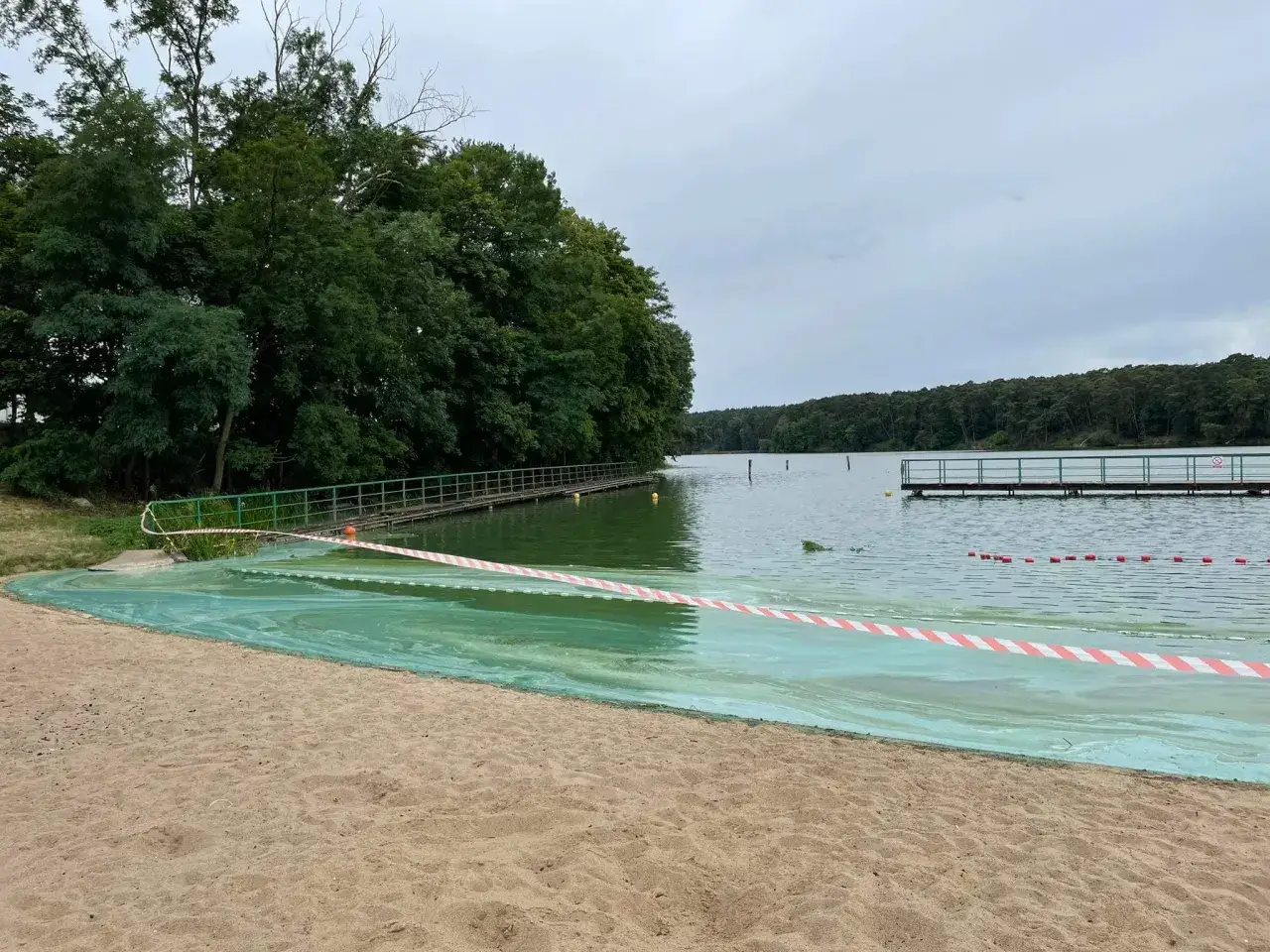 Zielone zakwity na jeziorze Soczewka, plaża z piaskiem i taśma ostrzegawcza.