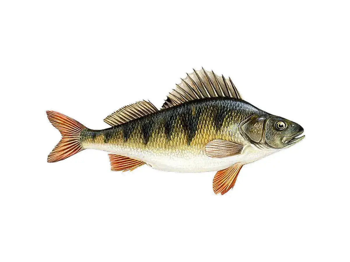 Okoń z charakterystycznymi ciemnymi pasami i pomarańczowymi płetwami.