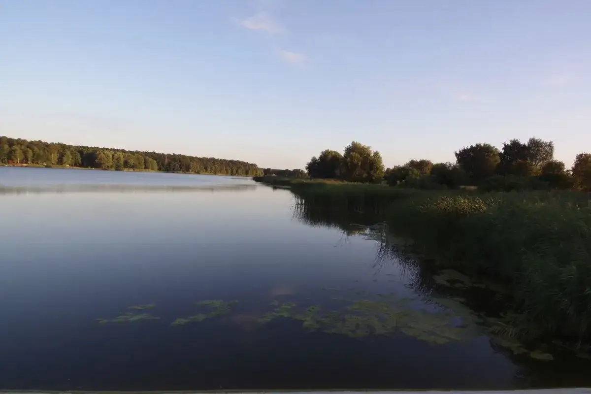 Spokojne, odbijające niebo jezioro w Gołuchowie, otoczone zielenią drzew i trzcin.