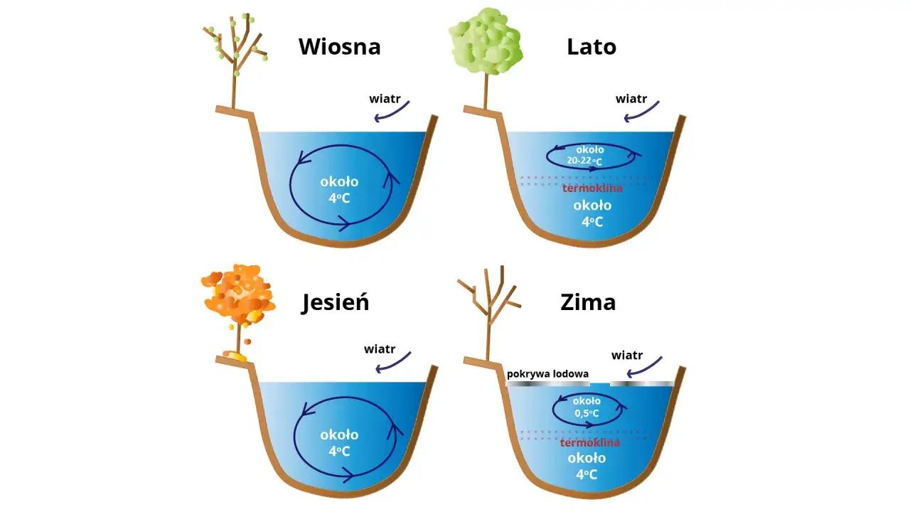 Wiosną, latem, jesienią i zimą woda w jeziorze ma różną temperaturę. Latem i zimą występuje termoklina, czyli warstwa z gwałtowną zmianą temperatury.