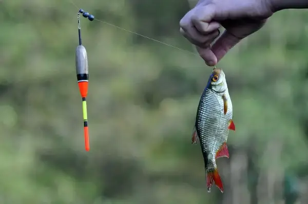 Złowiona ryba na haku, obok spławik. Czas na sandacza?