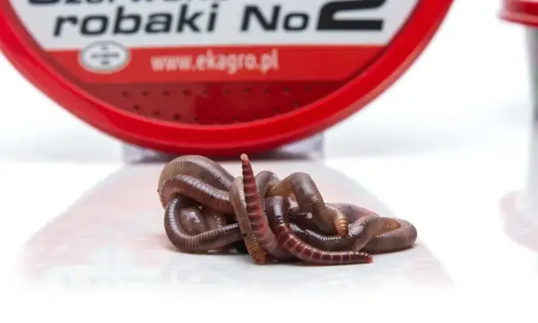 Kłębek żywych, brązowych robaków na ryby, gotowych do połowu. W tle czerwone opakowanie z napisem "robaki".