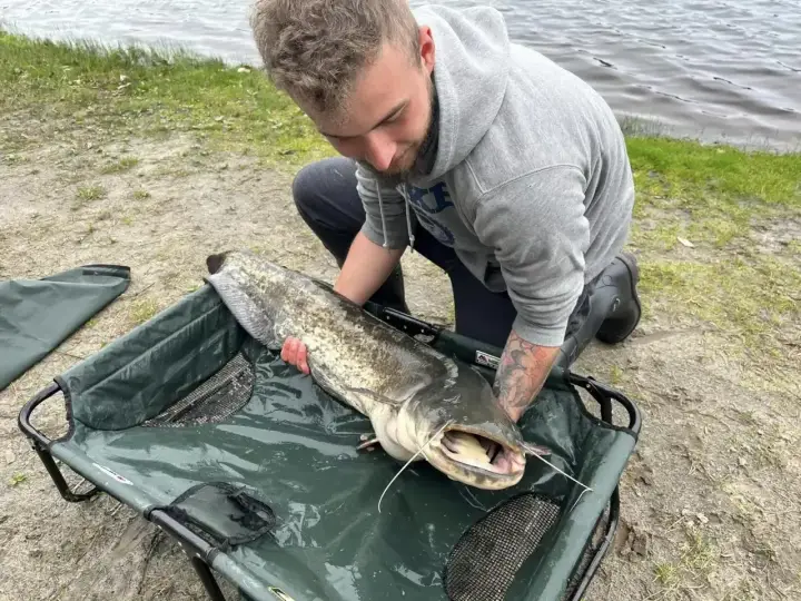 Wędkarz z dumą prezentuje ogromnego suma złowionego na spinning.